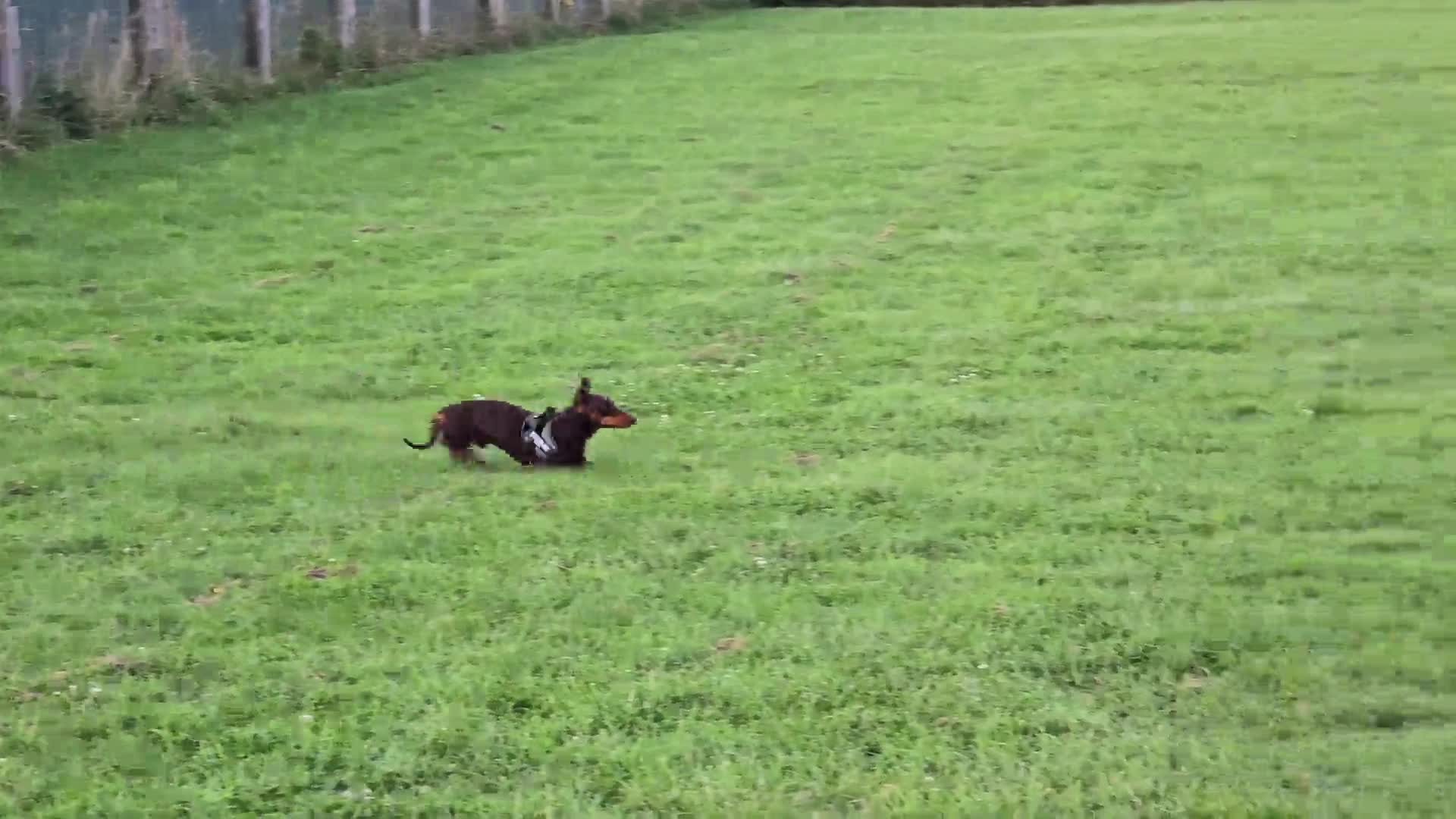 Miniature Dachshund dogs for stud: Sully, KC reg, Proven, PRA Clear, IVDD screened. in Cannock - Video 1