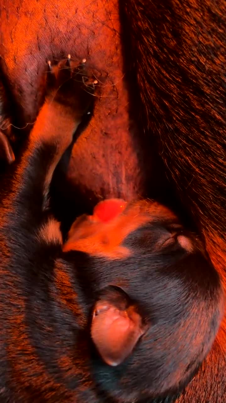 Rottweiler dogs for sale: Two females available  - Video 2