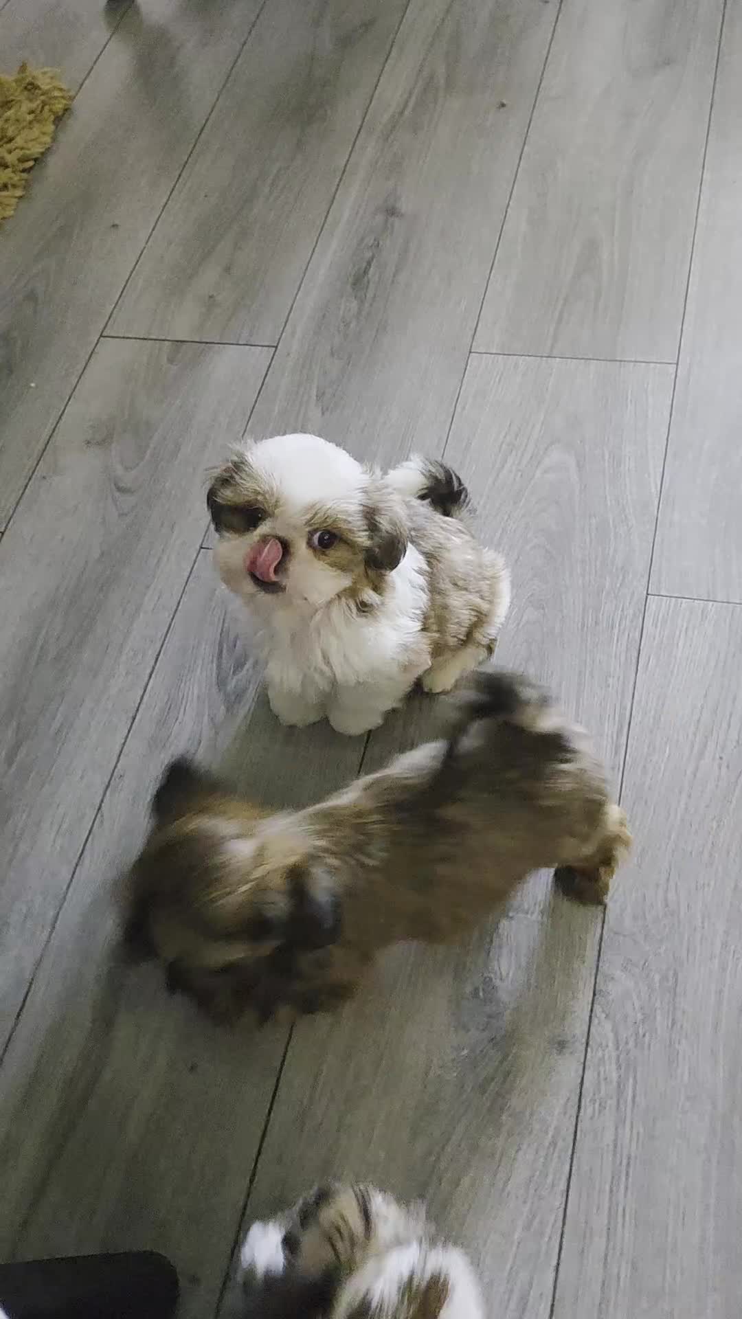 Shih Tzu dogs for sale: Lovely litter of shihtzu  - Video 1