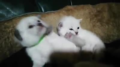 Ragdoll cats for stud: ABSOLUTELY EXCEPTIONAL in Warrington - Video 2