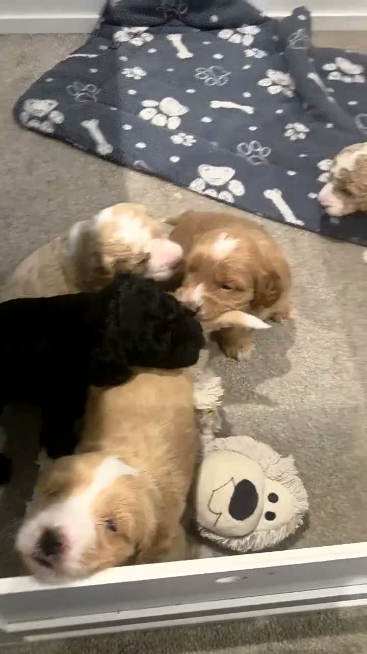 Sproodle dogs for sale: Male sproodle puppy in Rotherham - Video 4