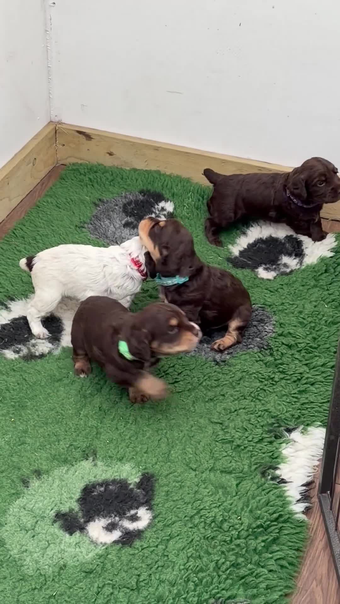 Cocker Spaniel dogs for sale: Gorgeous working cocker spaniel puppies - Video 1