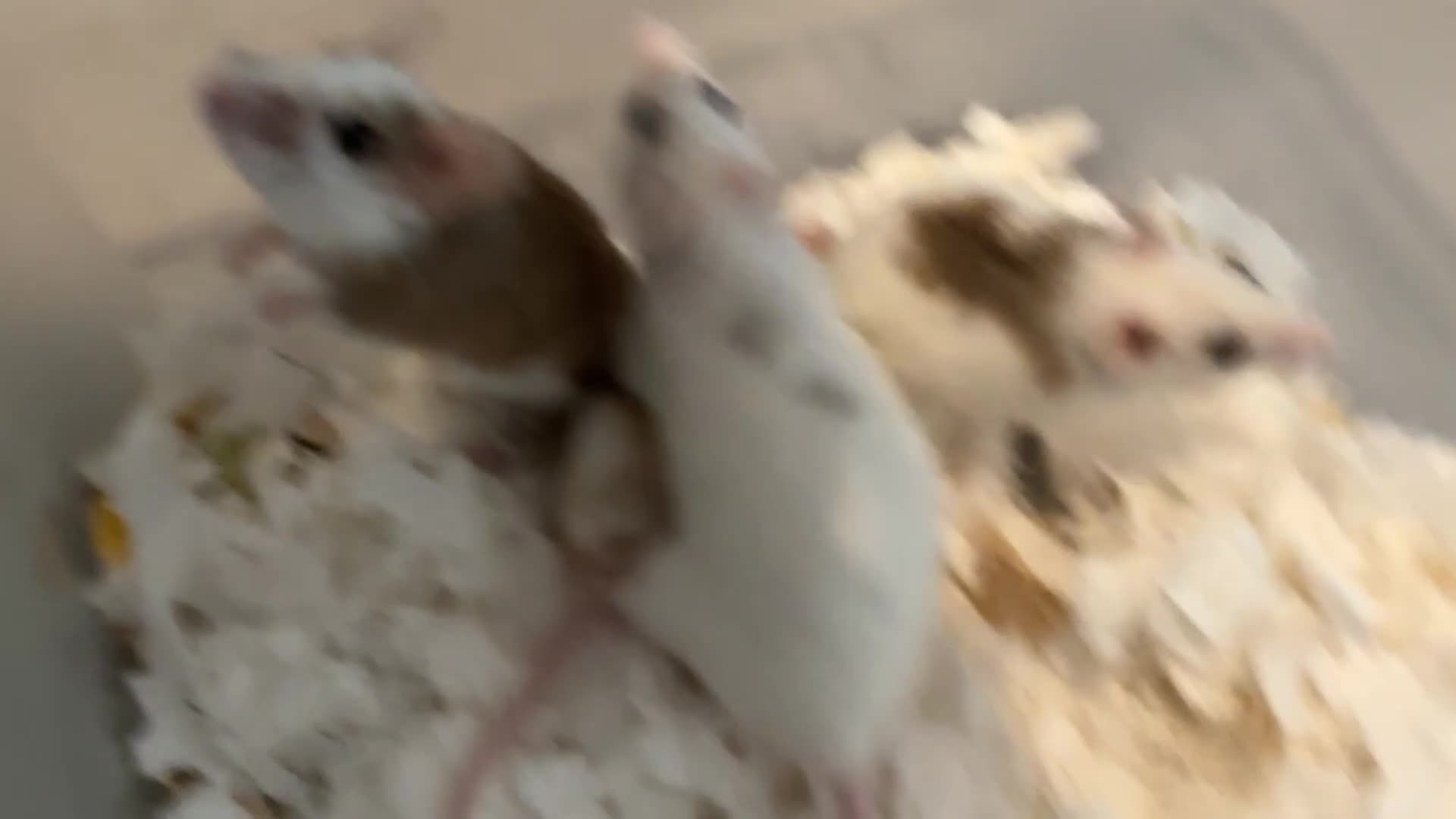 Mouse rodents for sale: 5 female mice with cage set up  - Video 1