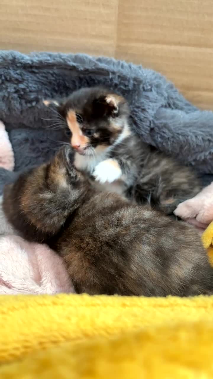 Mixed Breed cats for sale: 2 beautiful kittens  - Video 2