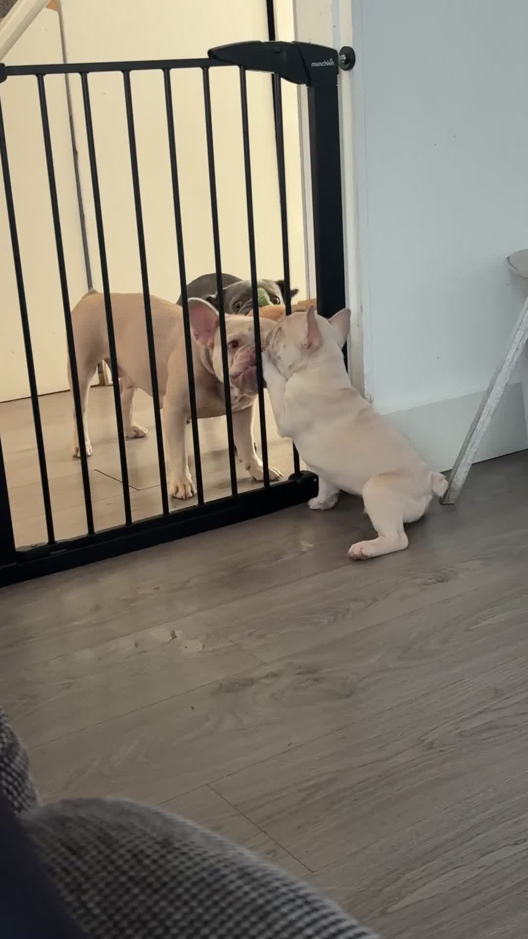 French Bulldog dogs for sale: Meet Bear 🐻 in Saint Helens - Video 2