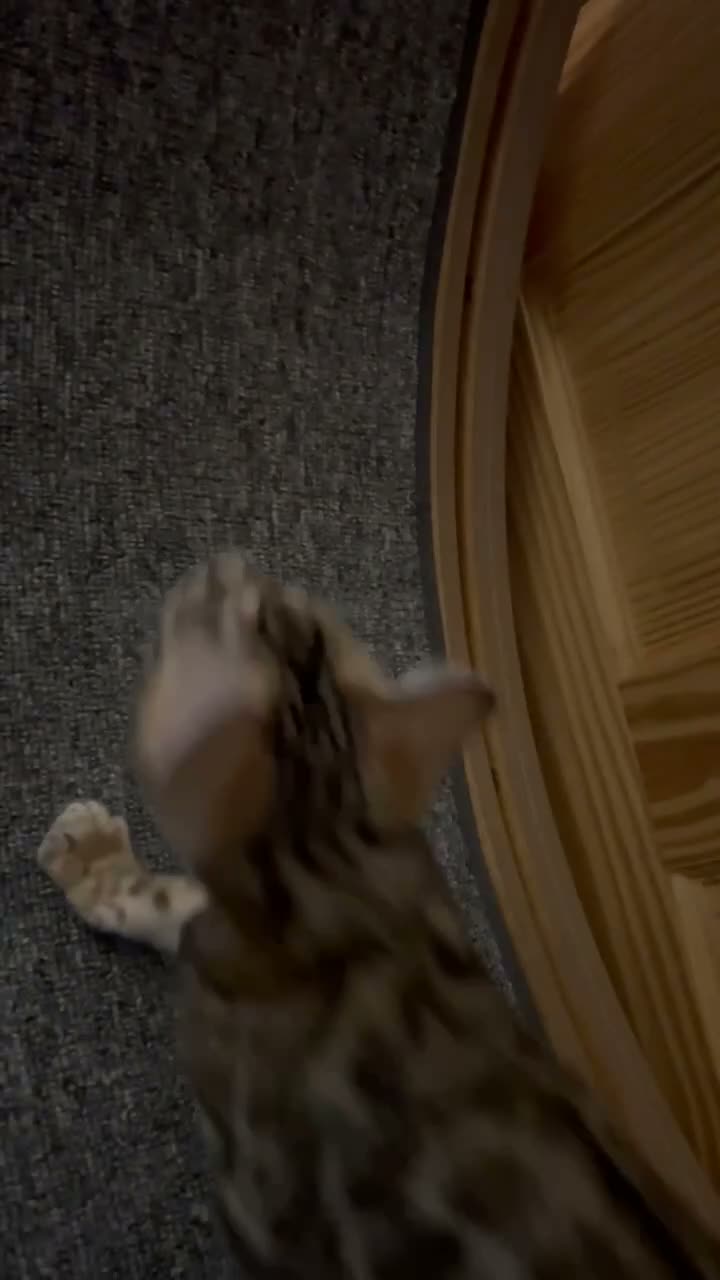 Bengal cats for sale: our stunning bengal boy lizard  - Video 2