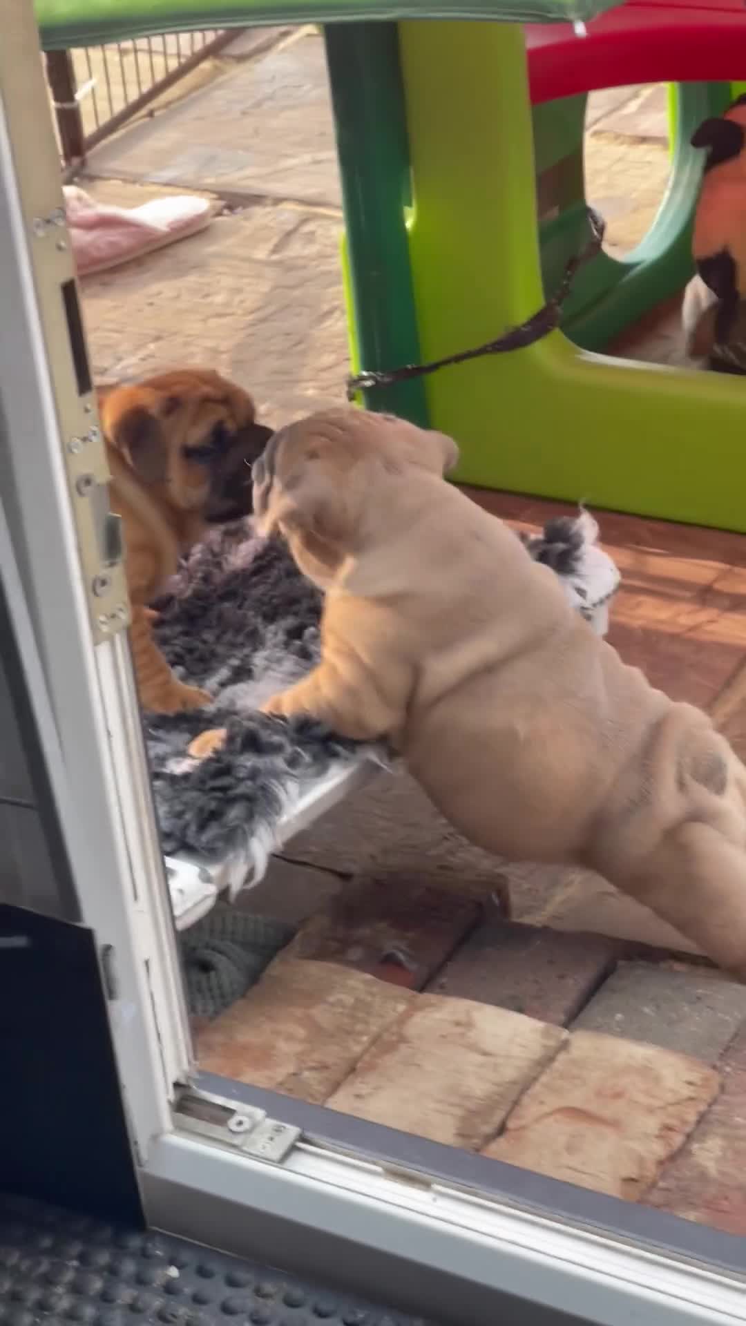 English Bulldog dogs for sale: 1st class adorable kc reg bulldog puppies  - Video 1
