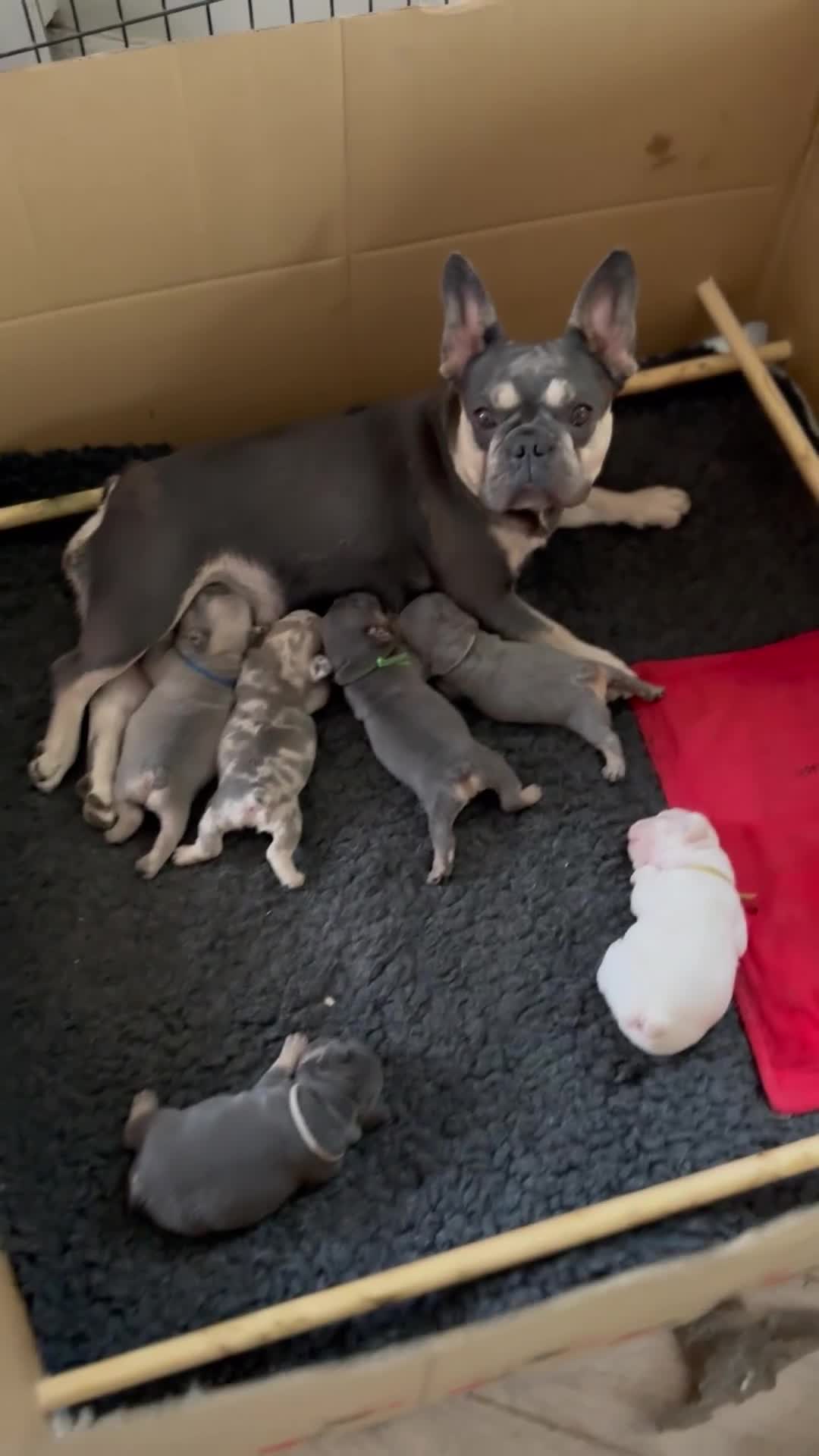 French Bulldog dogs for sale: 5 Beautiful French Bulldog Puppies  - Video 1
