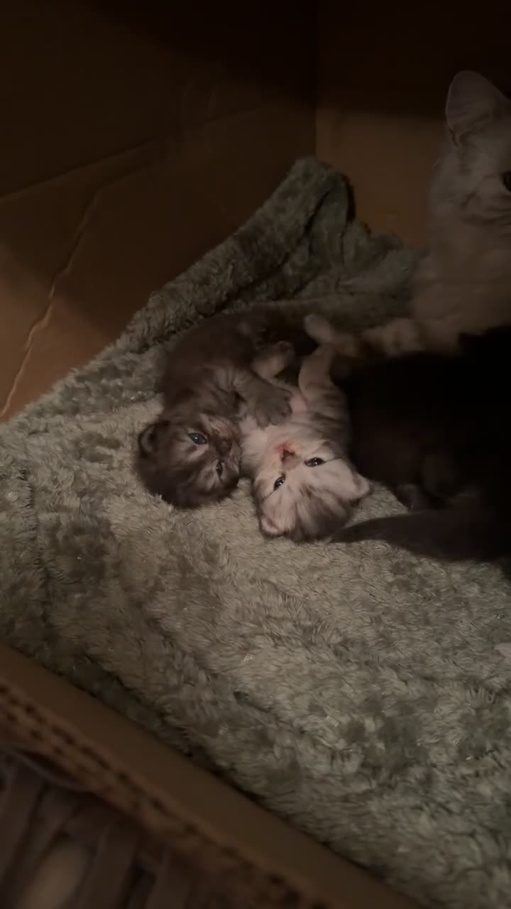Persian cats for sale: Pure bred Chinchilla Persians  in Sheffield - Video 1