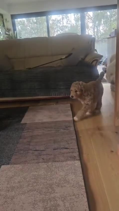 Goldendoodle dogs for sale: Goldendoodle/double doodle - Uno - ready now.  - Video 1