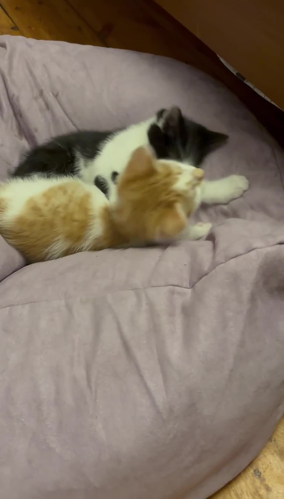 Mixed Breed cats for sale: Kitten stunning very affectionate mainecoon x 🐈 - Video 4