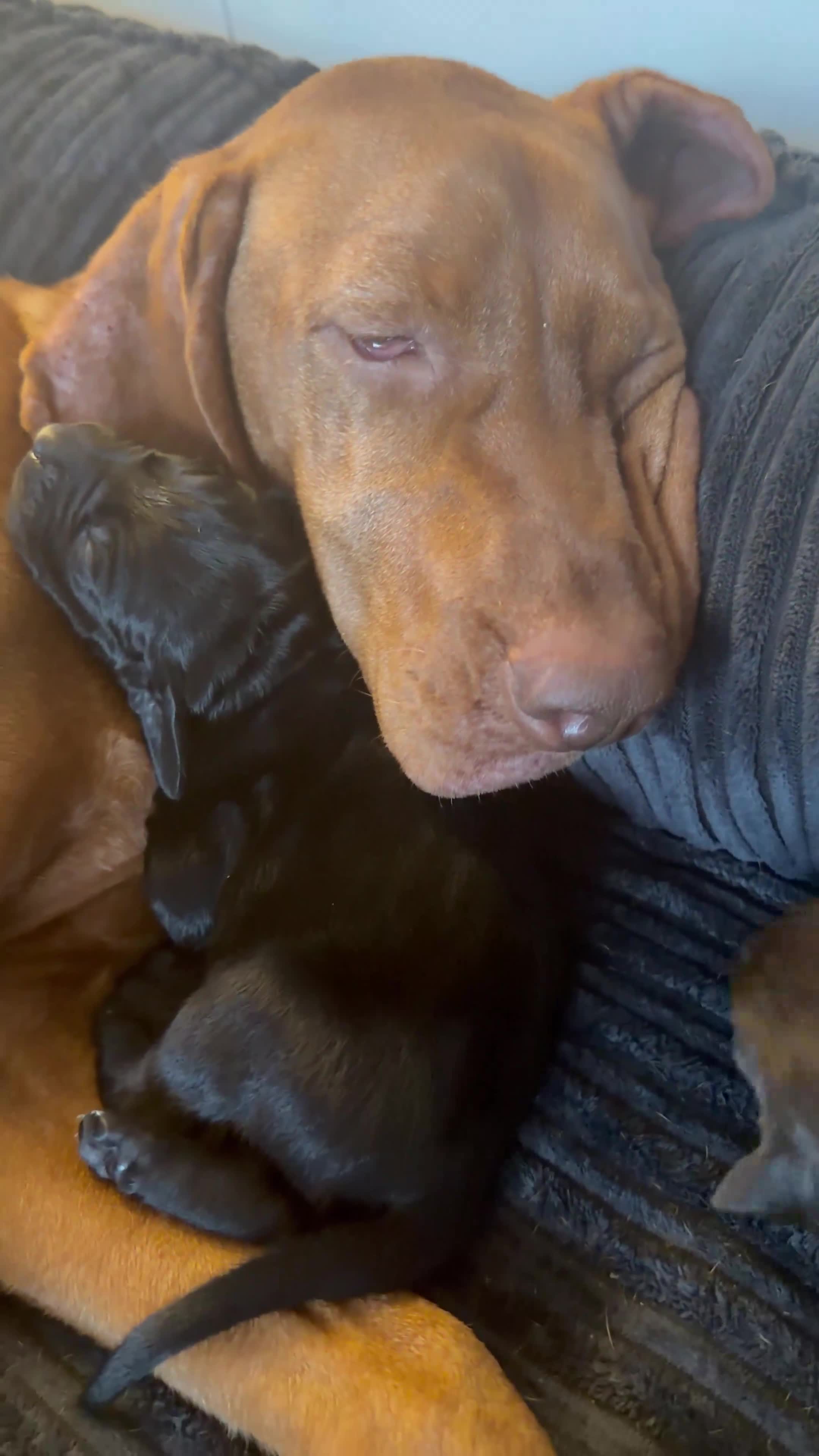 Mixed Breed dogs for sale: Vizmaraner puppies  - Video 1