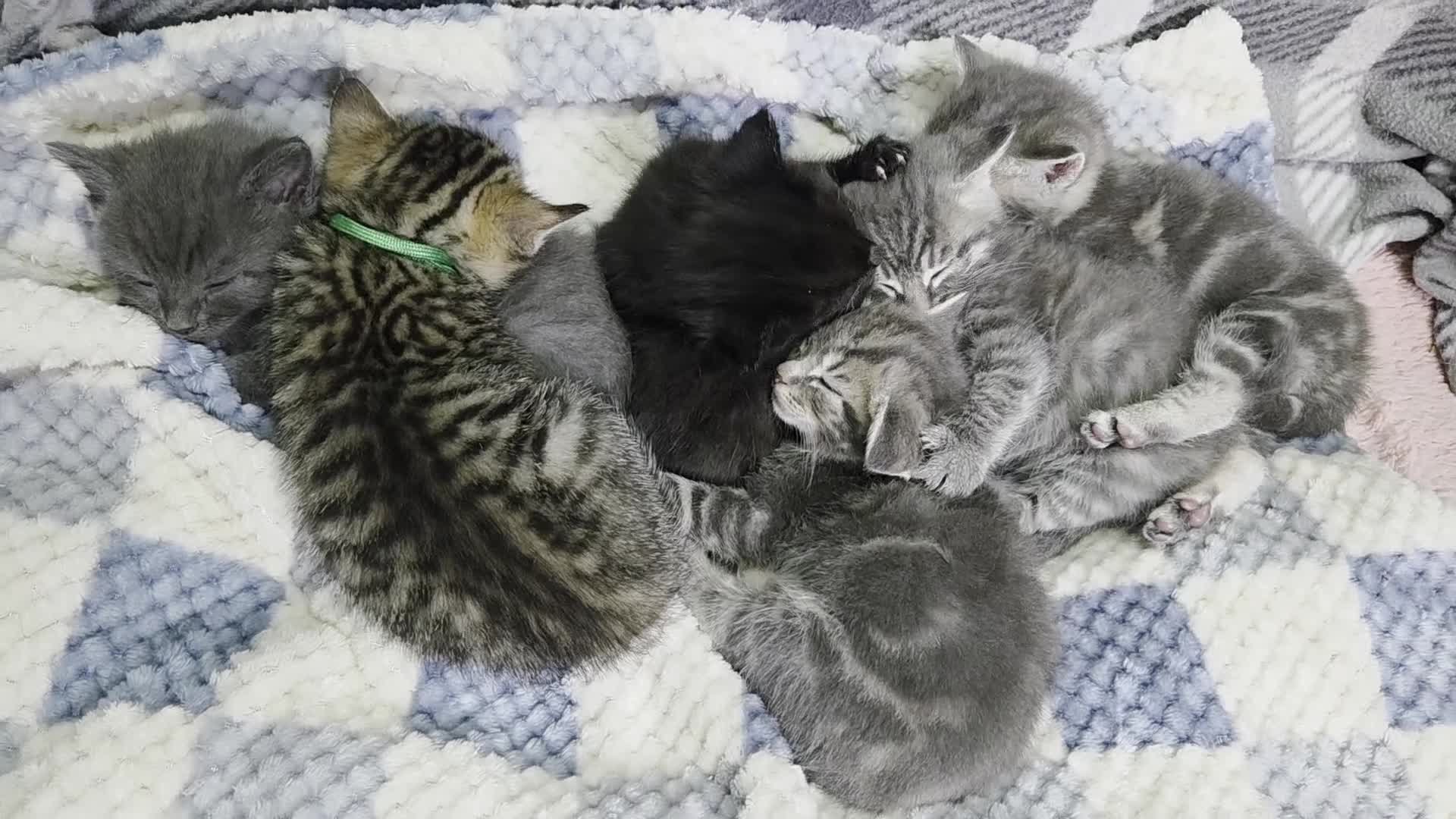 Mixed Breed cats for sale: Beautiful kittens  - Video 1