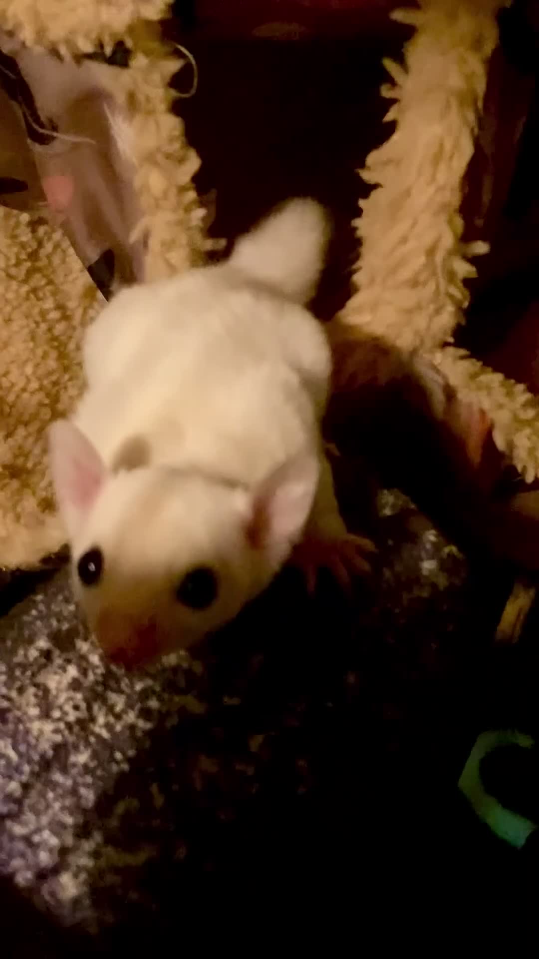 Sugar Glider rodents for sale: Baby leucistic sugar gliders ready now  - Video 3