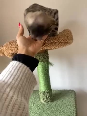 Bengal cats for sale: Stunning TICA REG UNSPAYED rosetted Bengal Queen - Video 2