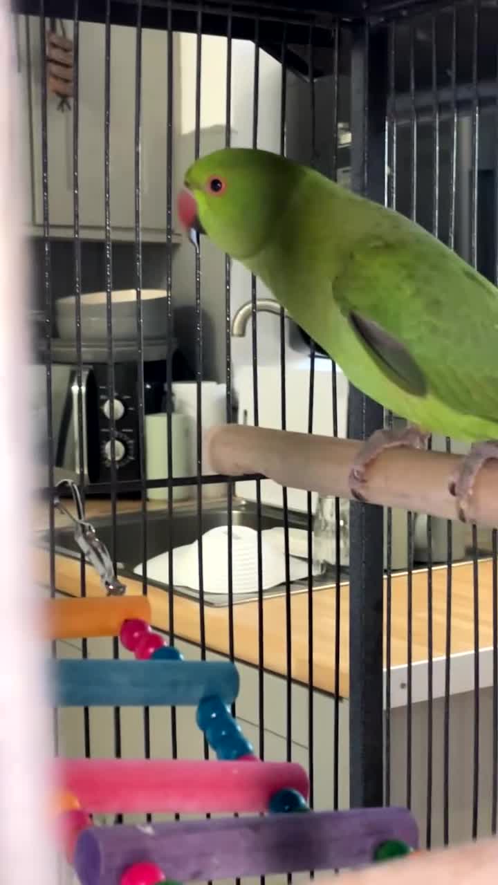 Ringnecks birds for sale: Indian ring neck  in Bradford - Video 1