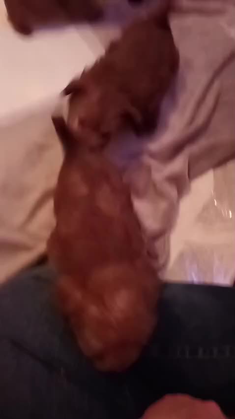 Norfolk Terrier dogs for sale: Norfolk Terrier Puppies - Video 2