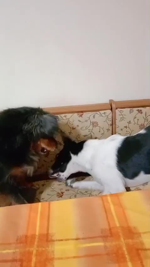 Mixed Breed dogs for adoption: ❤️MATILDA❤️ 10 months, low medium below the knee) - Video 2