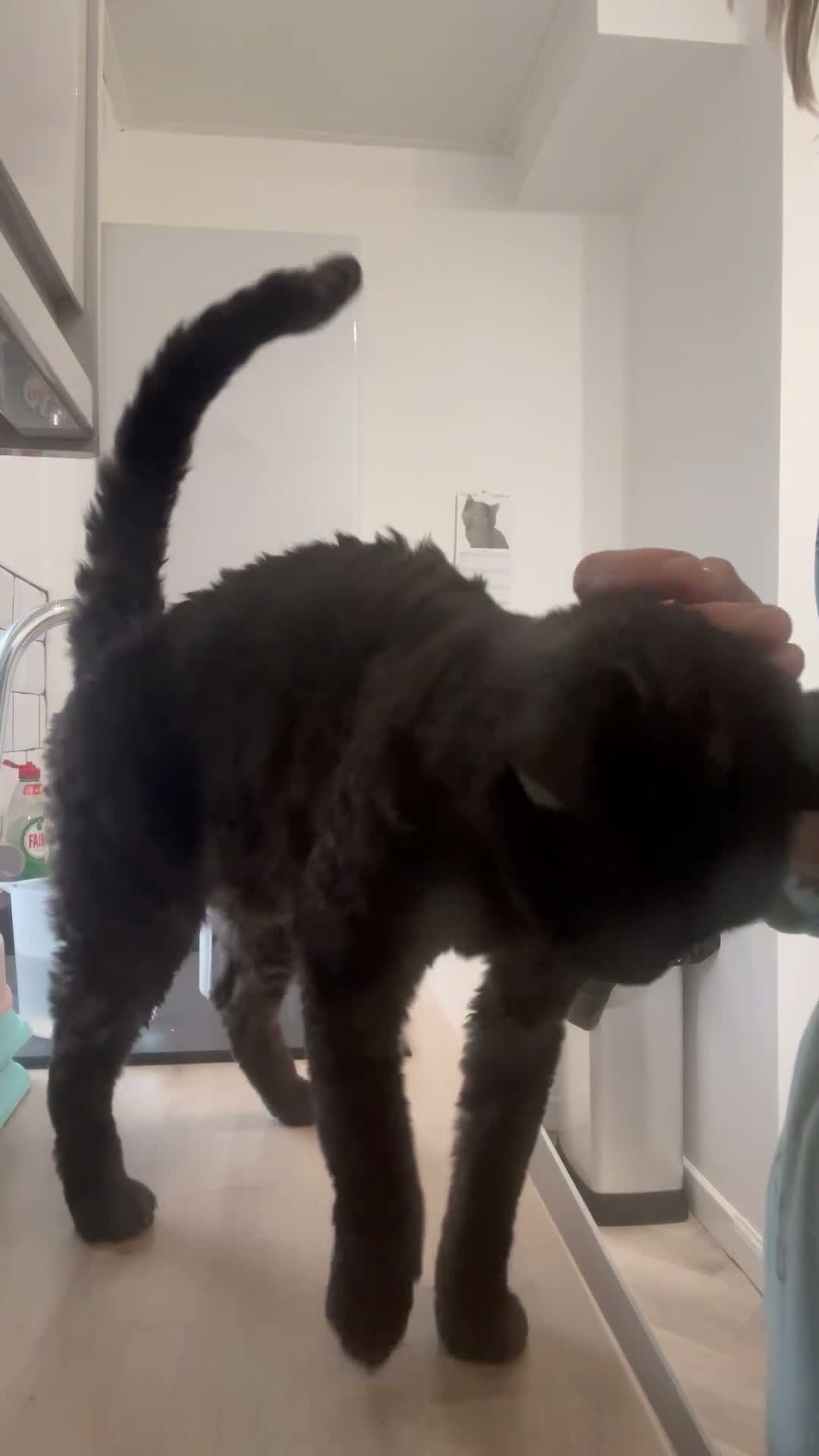 Devon Rex cats for sale: 5 yr old Devon Rex male  - Video 3