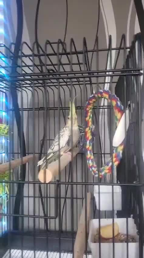 Cockatiels birds for sale: Cockatiel with cage  - Video 1