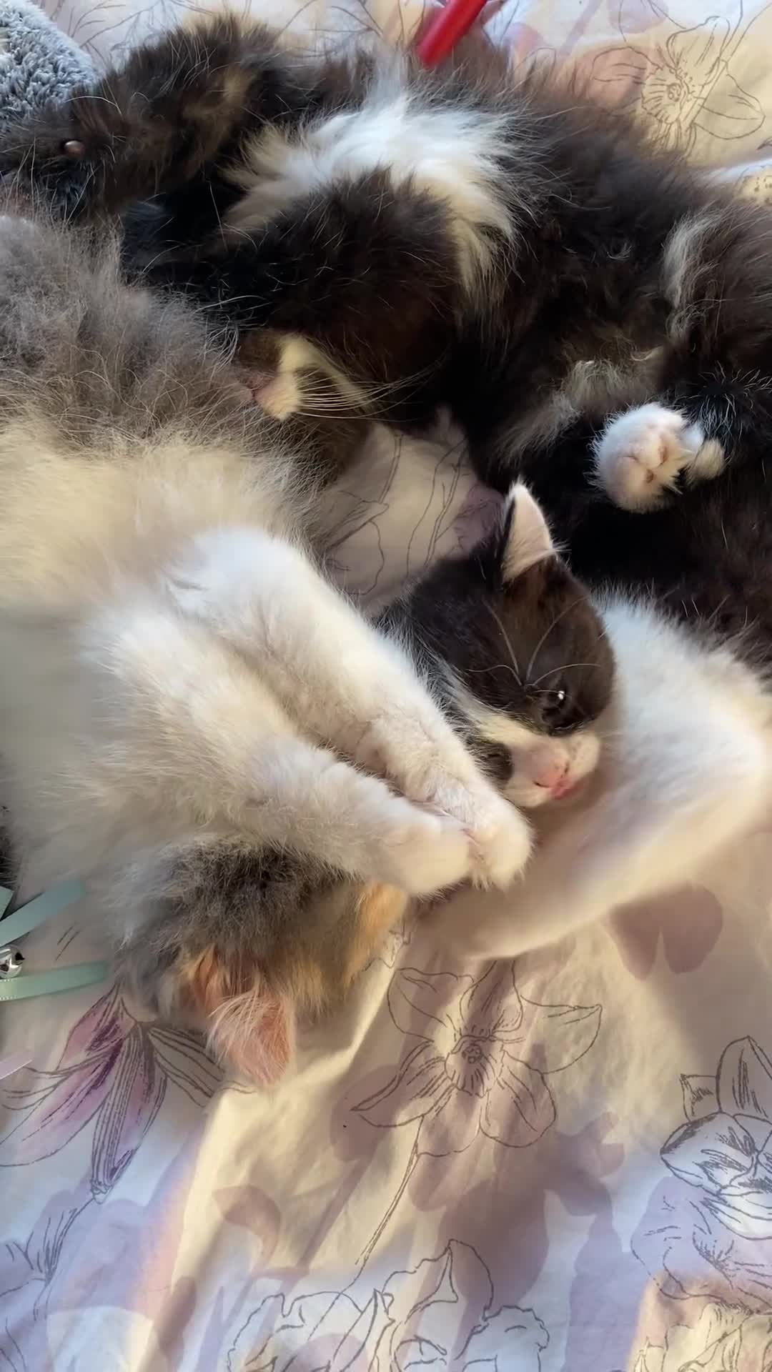 British Shorthair cats for sale: Beautiful Bundles of Fluff British Shorthair cross - Video 2