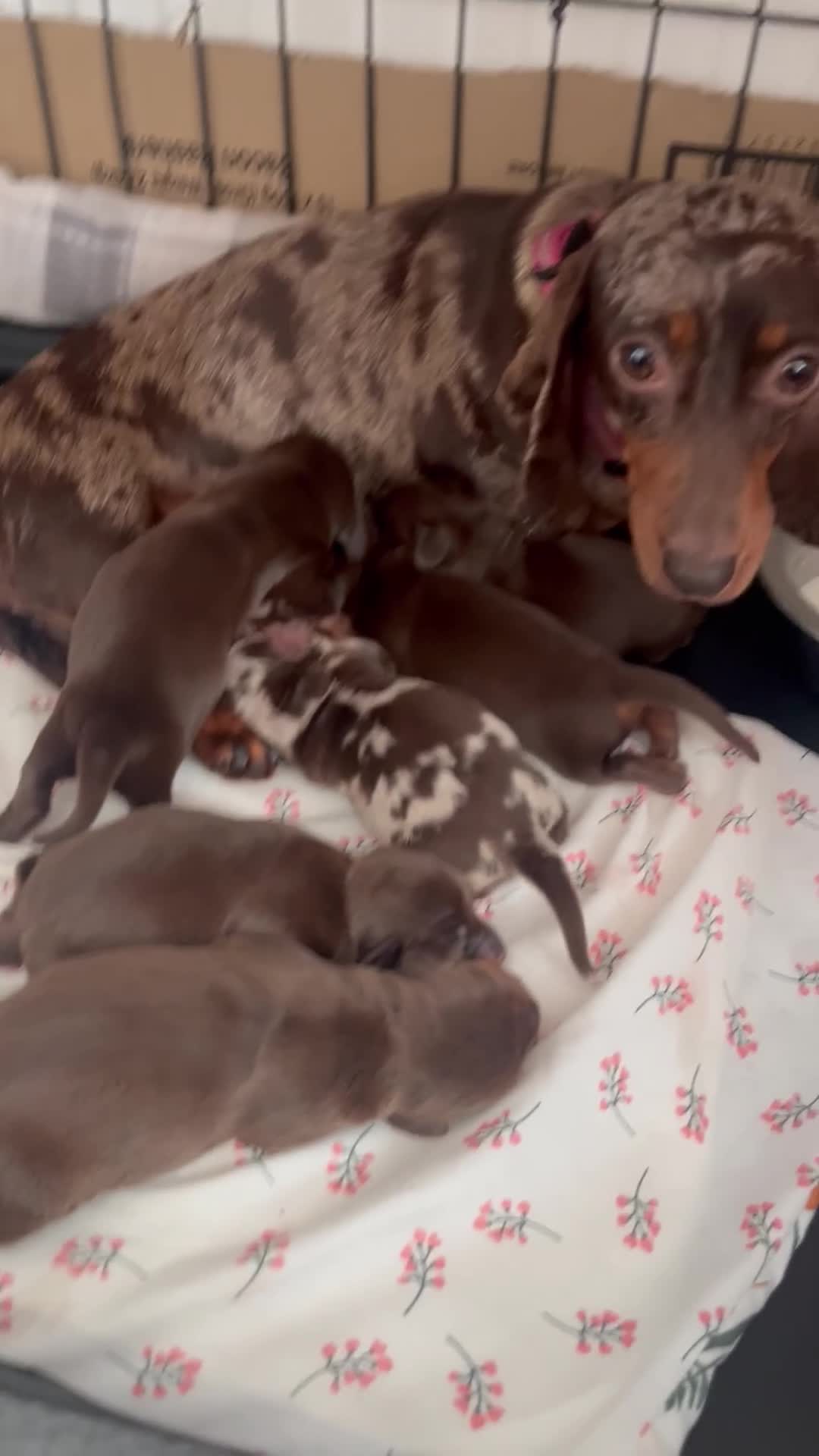 Dachshund dogs for sale: Beautiful miniature dachshund  - Video 1