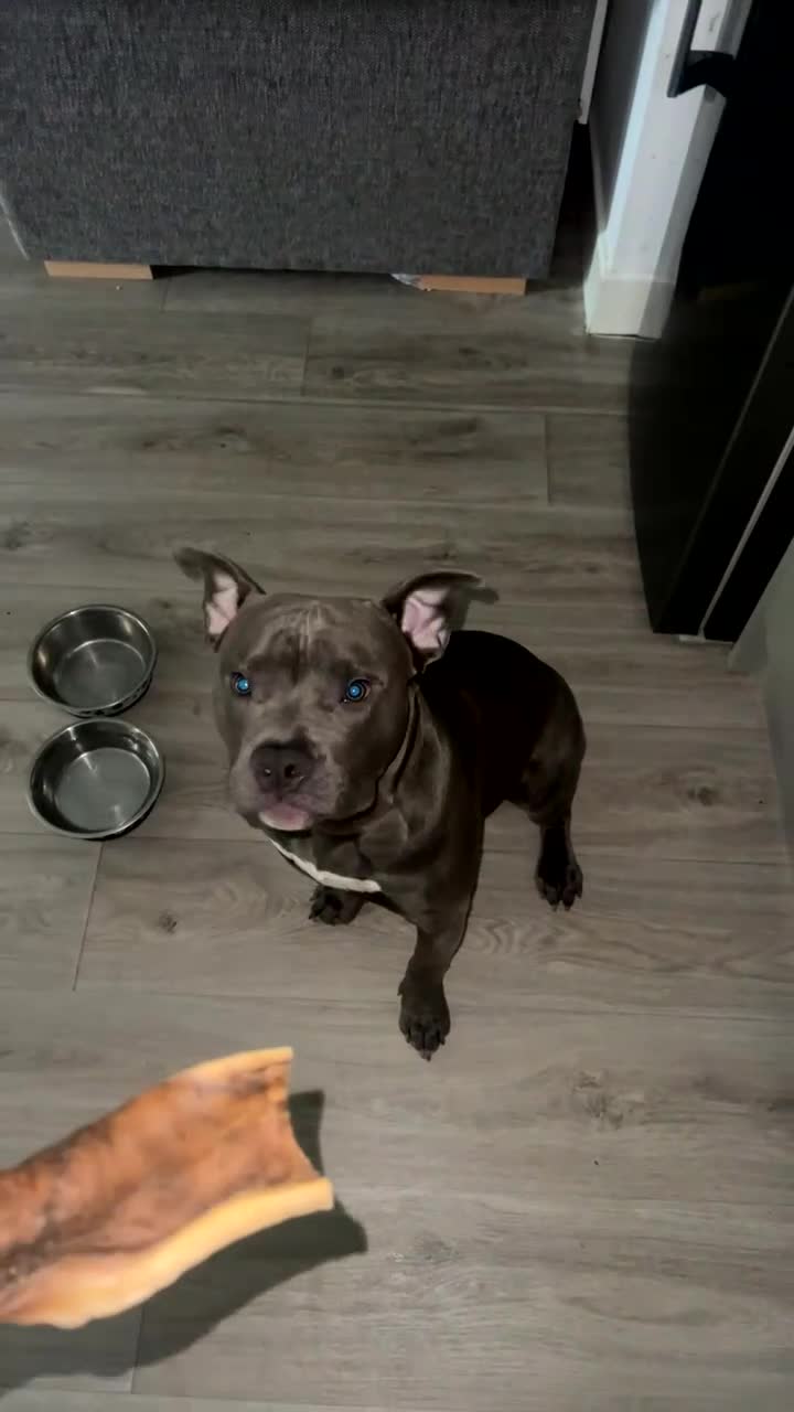 Mixed Breed dogs for sale: Pocket Bully X Wnglish Mastiff in Holywell - Video 3