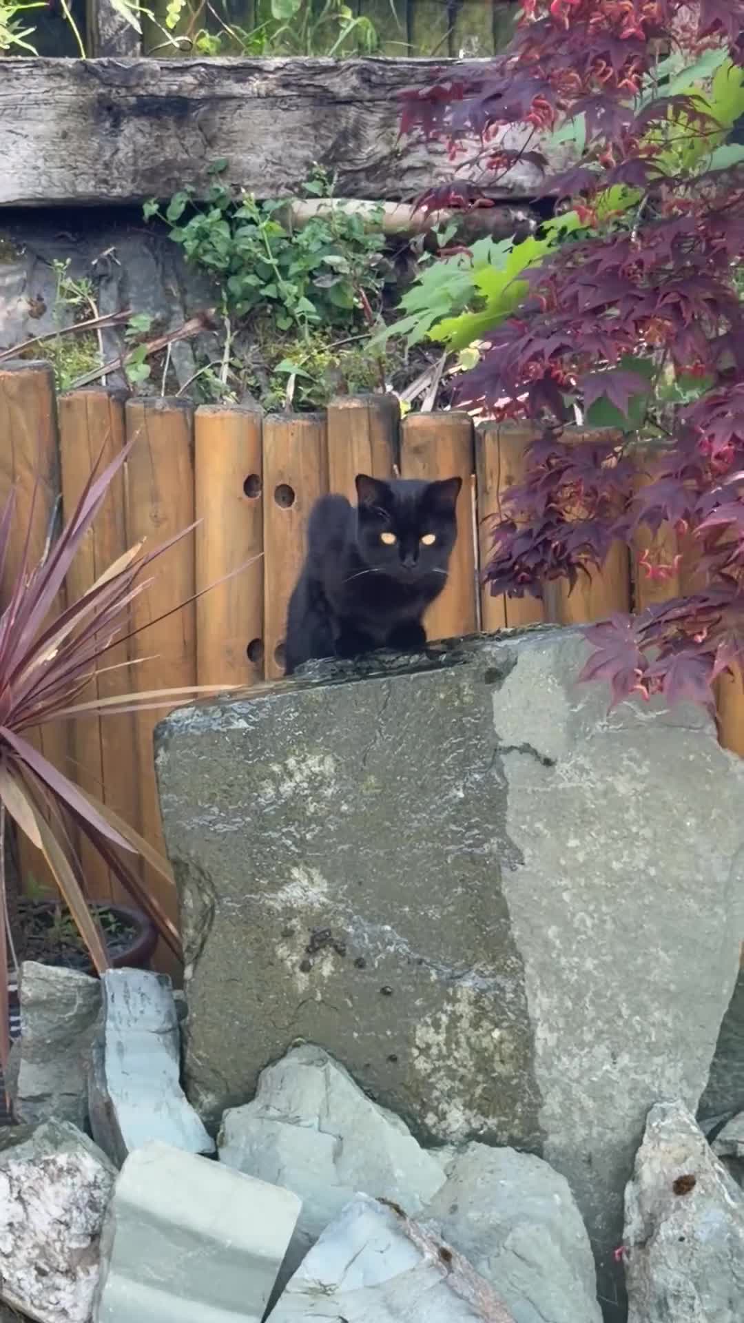 Mixed Breed cats for sale: Black cat mixed breed  in Mansfield - Video 1