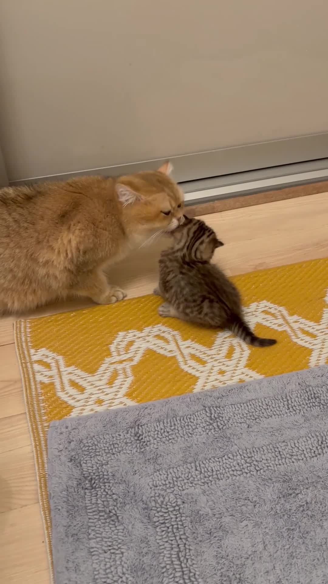 British Shorthair cats for sale: Pedigree British Shorthair kittens  - Video 5