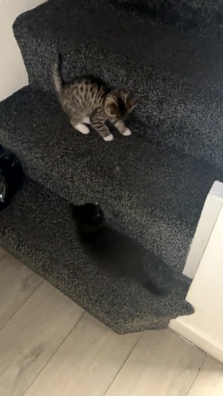 Mixed Breed cats for sale: 2 adorable kitten for sale - Video 2