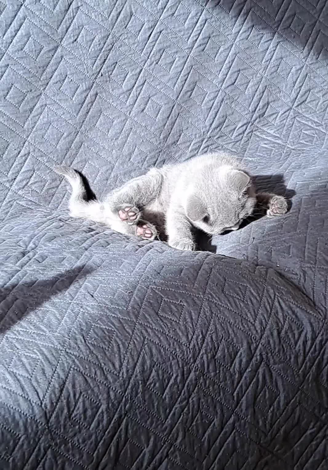 British Shorthair cats for sale: British Shorthair Blue is AVAILABLE  - Video 1