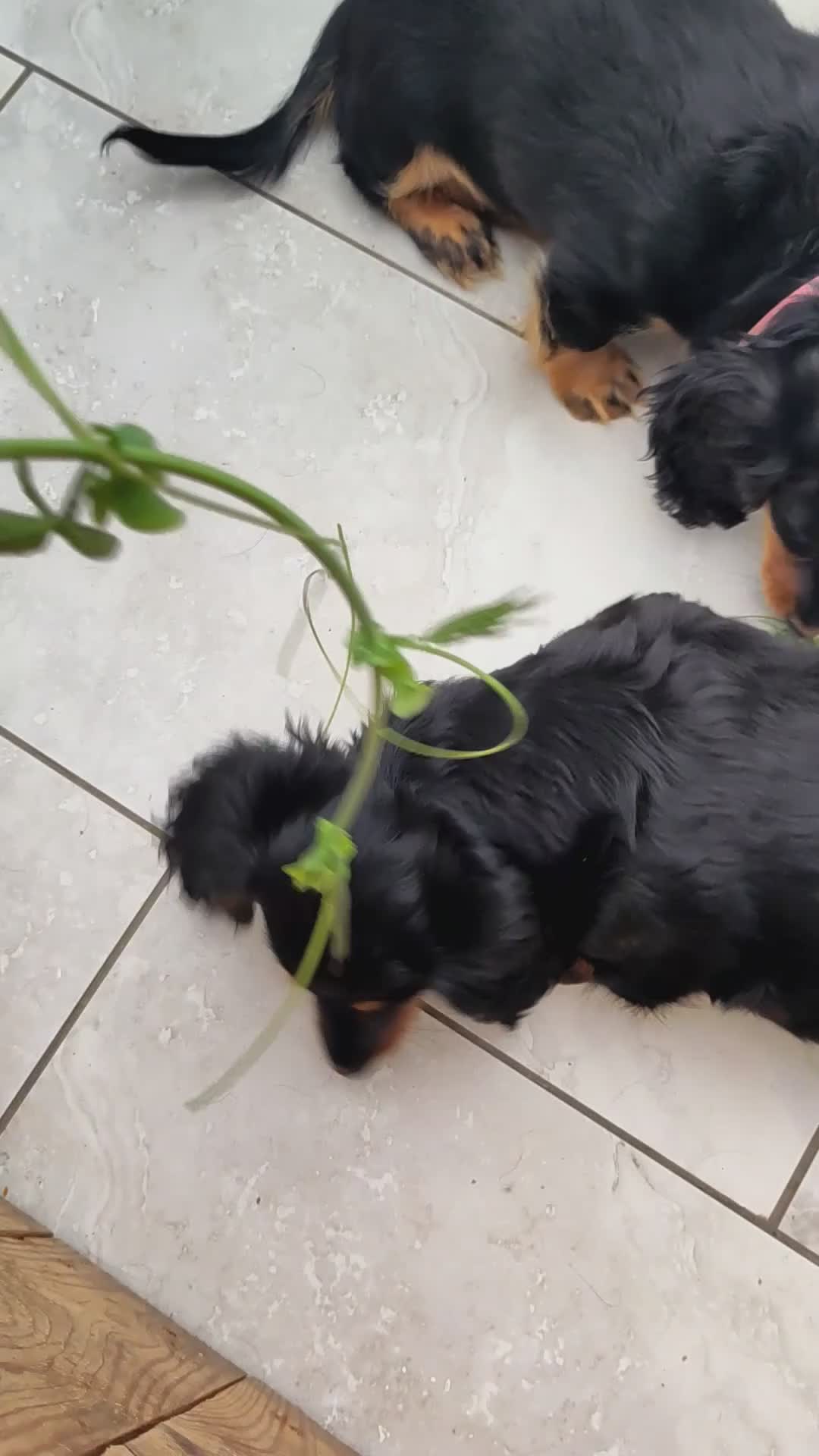 Miniature Dachshund dogs for sale: 🌟Dapple & Black Tan PRA Clear KC reg – June 26🌟 - Video 4