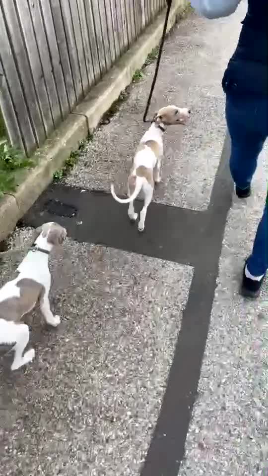 Whippet dogs for sale: Kc reg whippets  - Video 1