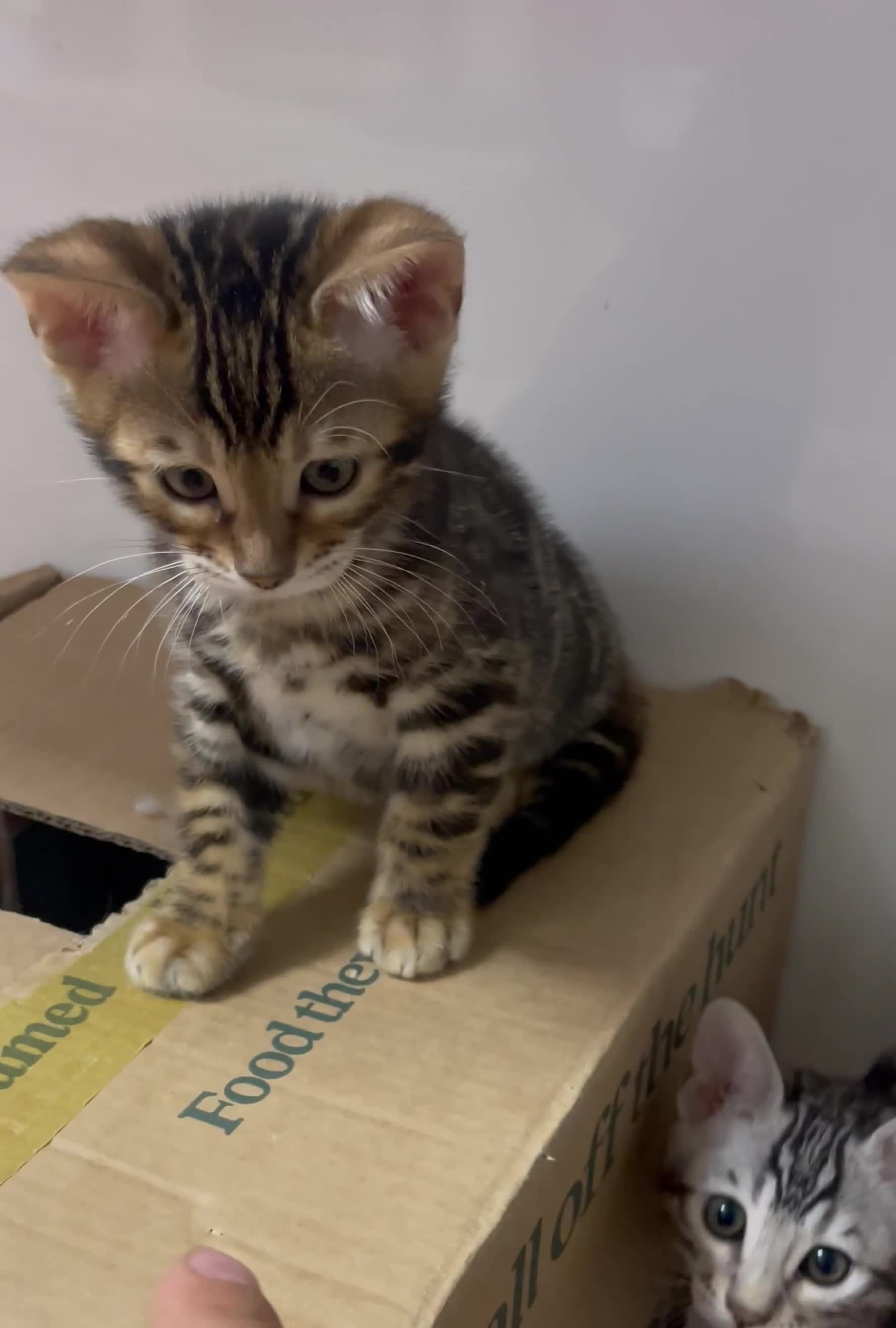 Bengal cats for sale: 🏡Stunning Tica registered Bengal Kittens  🐾 - Video 2