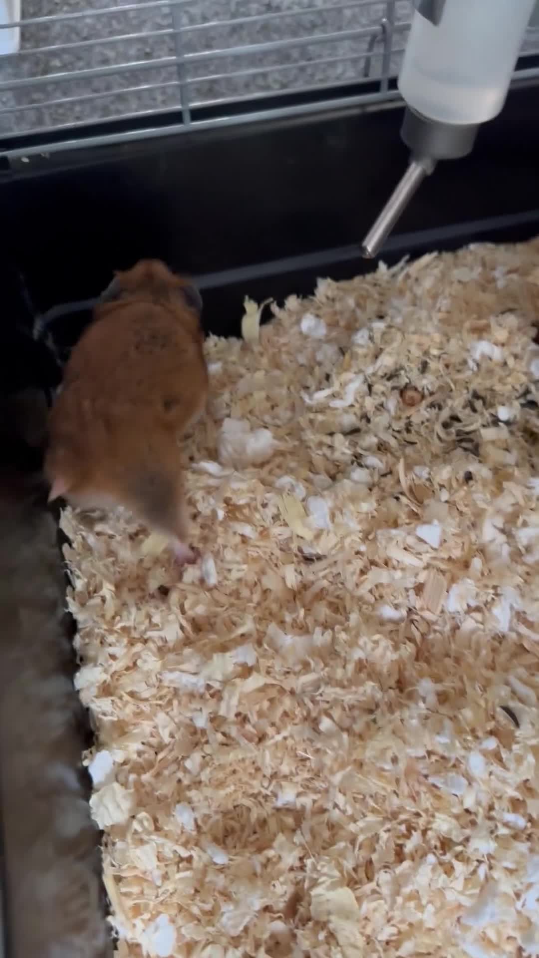 Hamster rodents for sale: Syrian Hamster with Full Setup  - Video 1