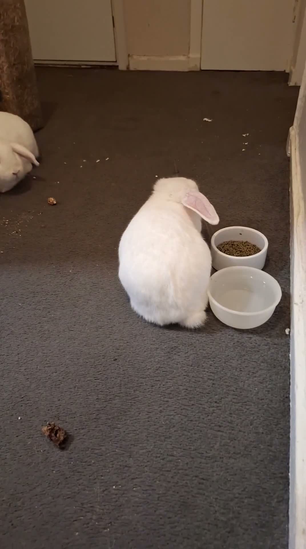 Mini Lop rabbits for sale: 2 lop rabbits  in Glasgow - Video 1
