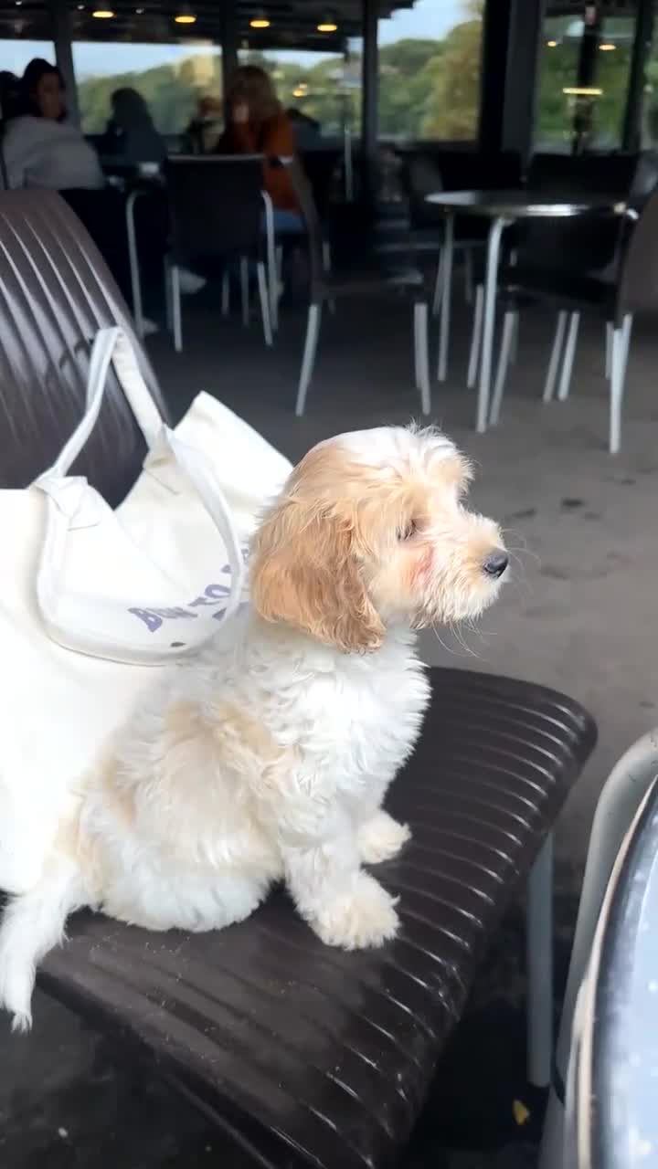 Cockapoo dogs for sale: Honey sweet cockapoo looking for her forever home - Video 1