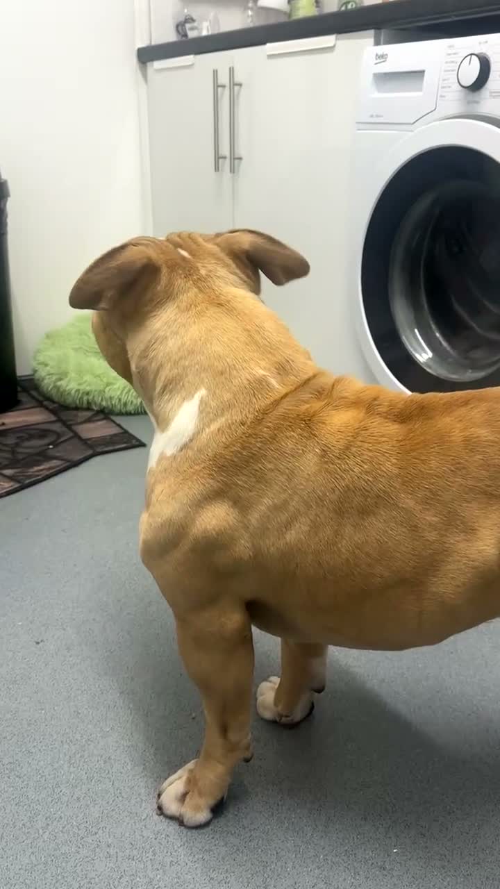 American Bully dogs for stud: STUD ! Kash - Video 2