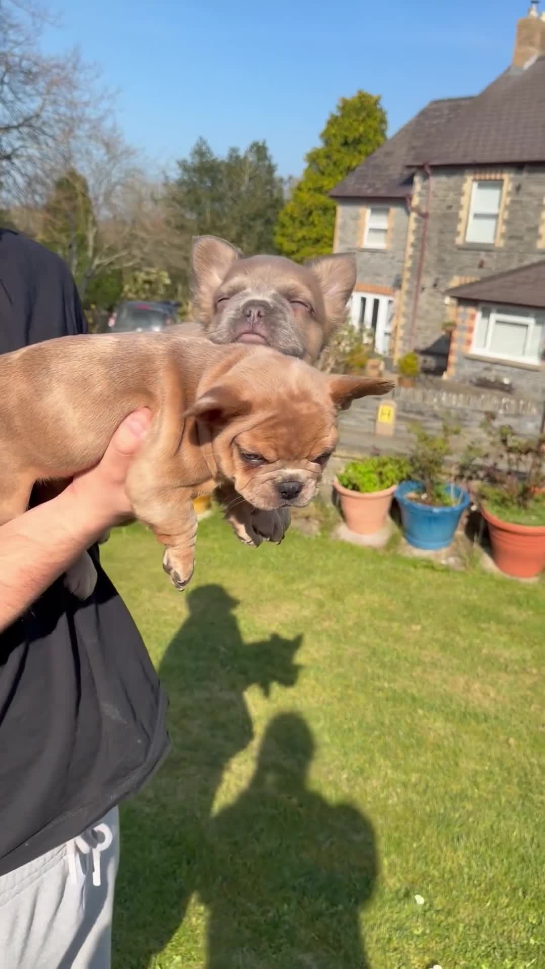 French Bulldog dogs for sale: 2 gorgeous French bulldog puppies  - Video 2