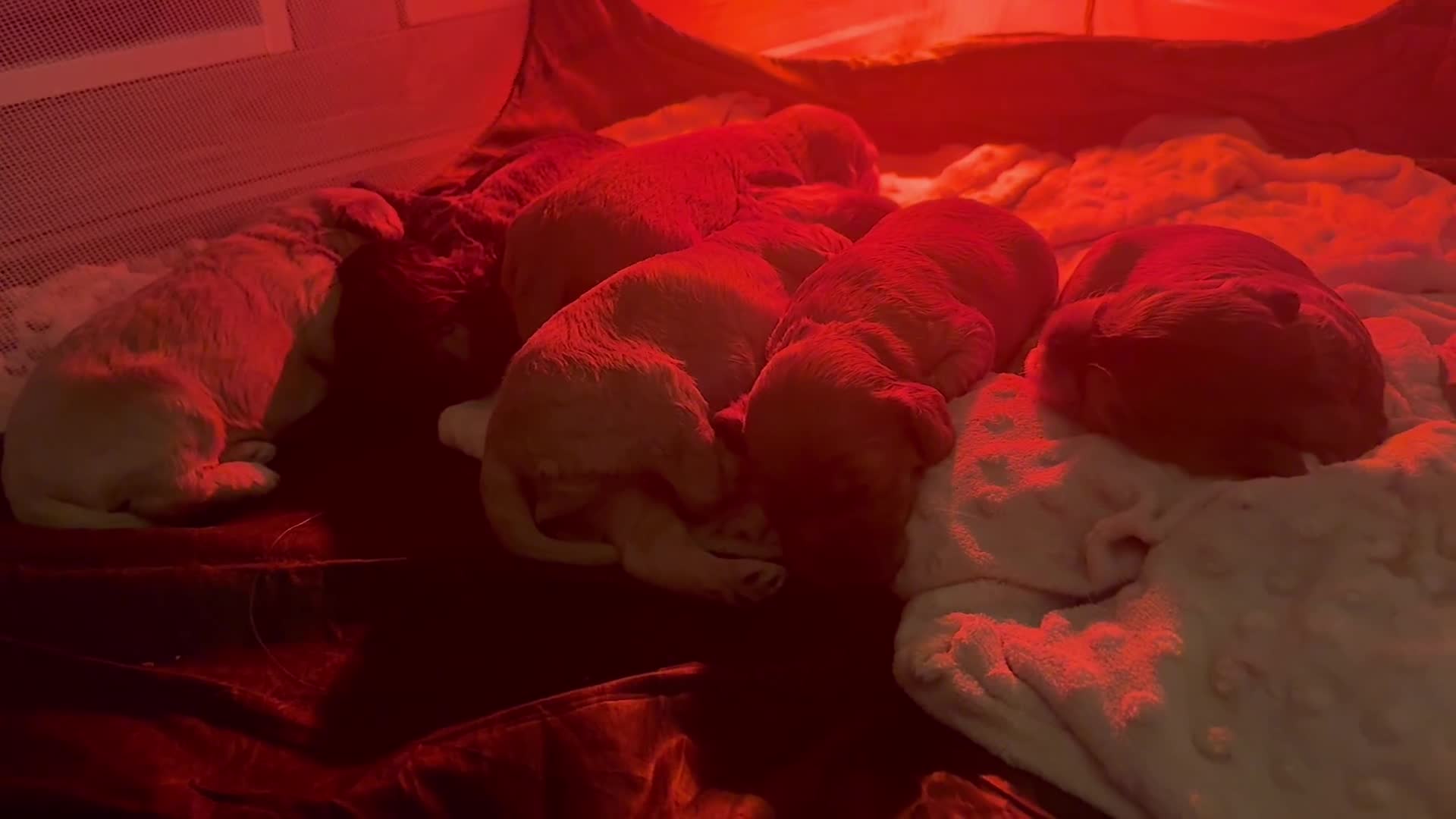 Cocker Spaniel dogs for sale: Show cocker spaniel pups ready 4th November  - Video 1