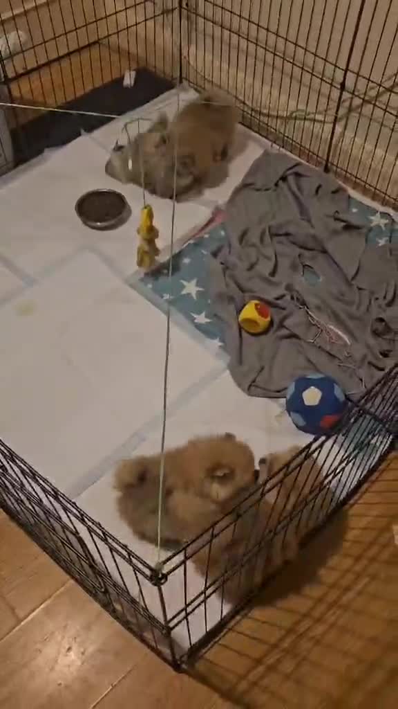 Pomeranian dogs for sale: CHAMPION BLOODLINE 3 female 1 male - Video 2