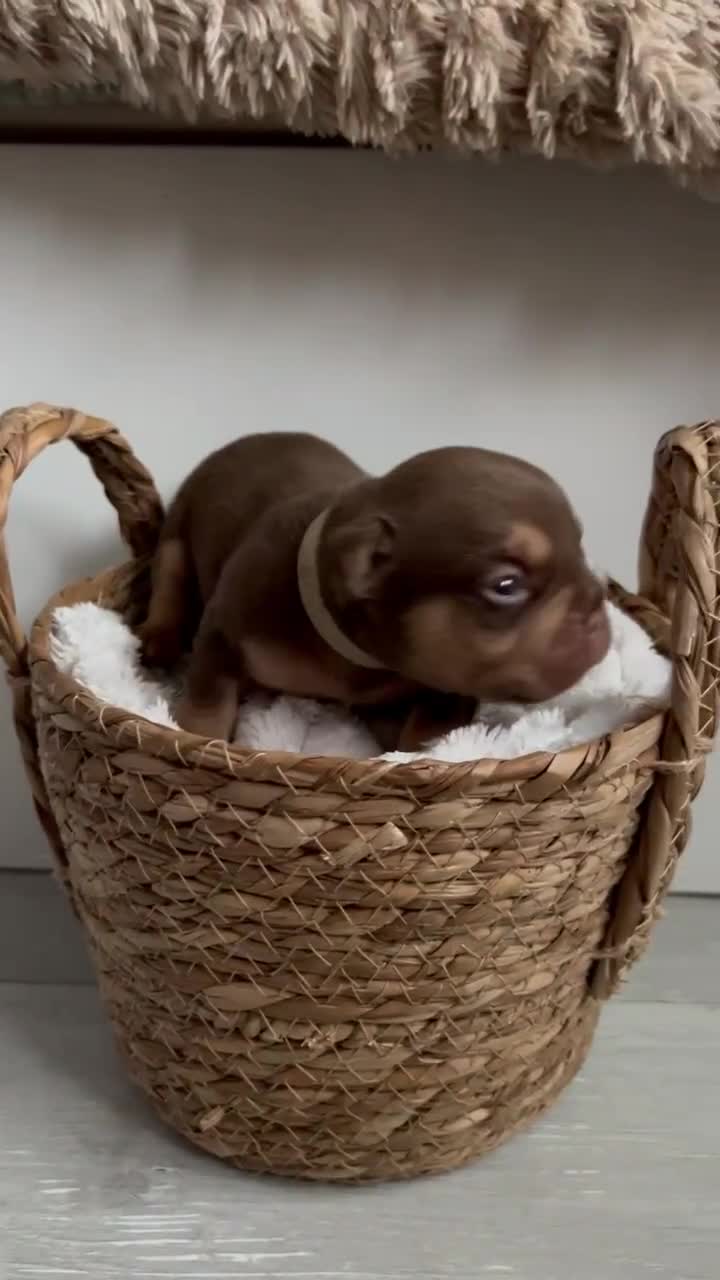 French Bulldog dogs for sale: Frenchies in Chocolate & Tan and Rojo - Video 1