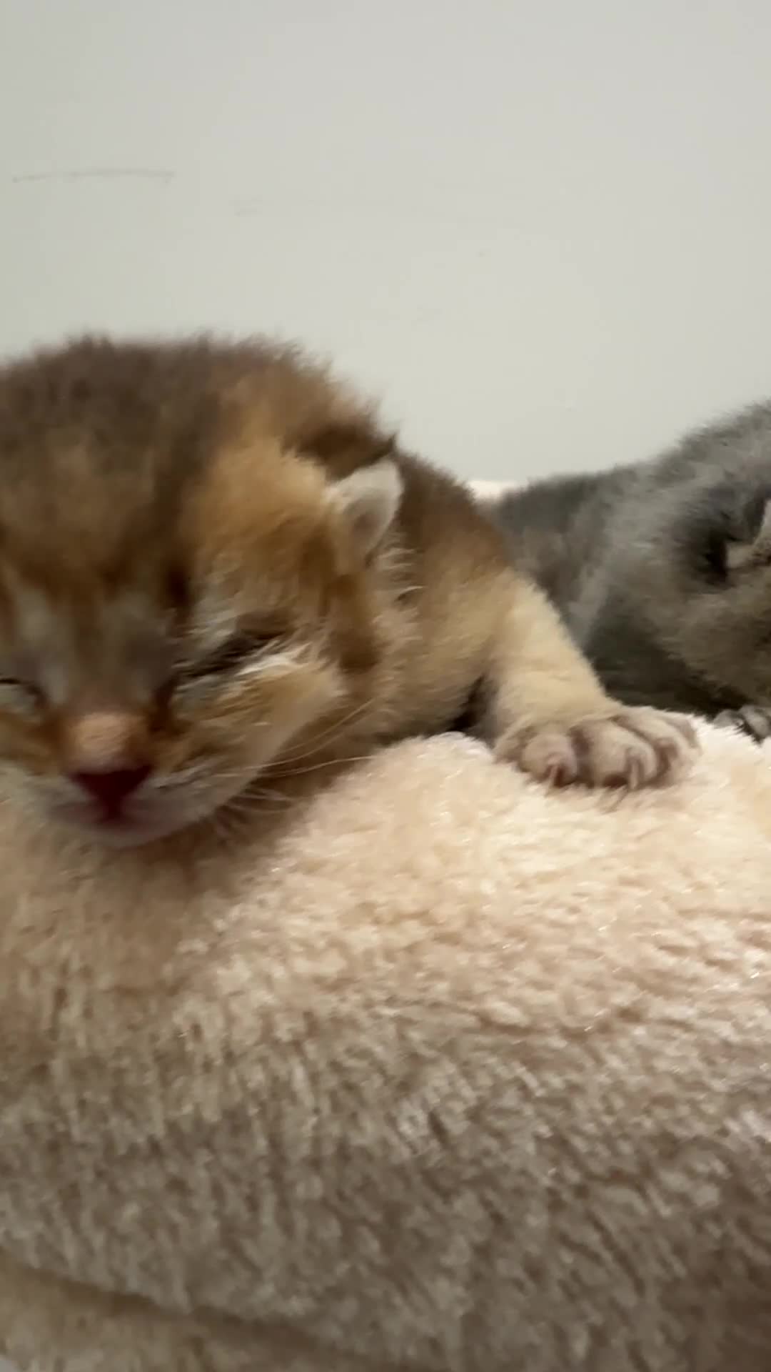 British Shorthair cats for sale: BSH Black Golden & Blue Golden Kittens - Video 5