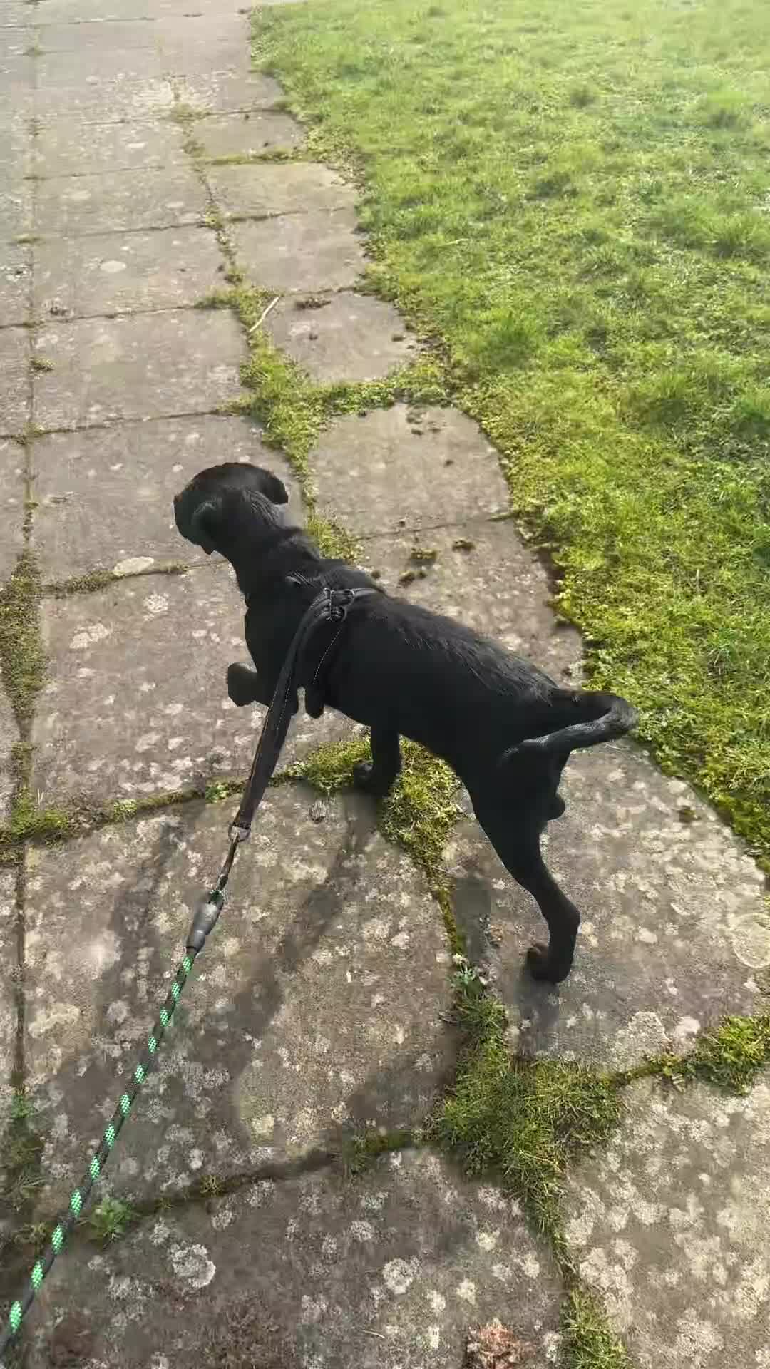 Labrador Retriever dogs for sale: Pure black lab - Video 1