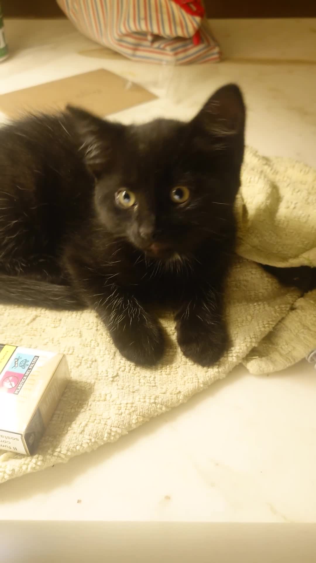 Mixed Breed cats for sale: Long Haired Velvet Black Kittens - Video 2