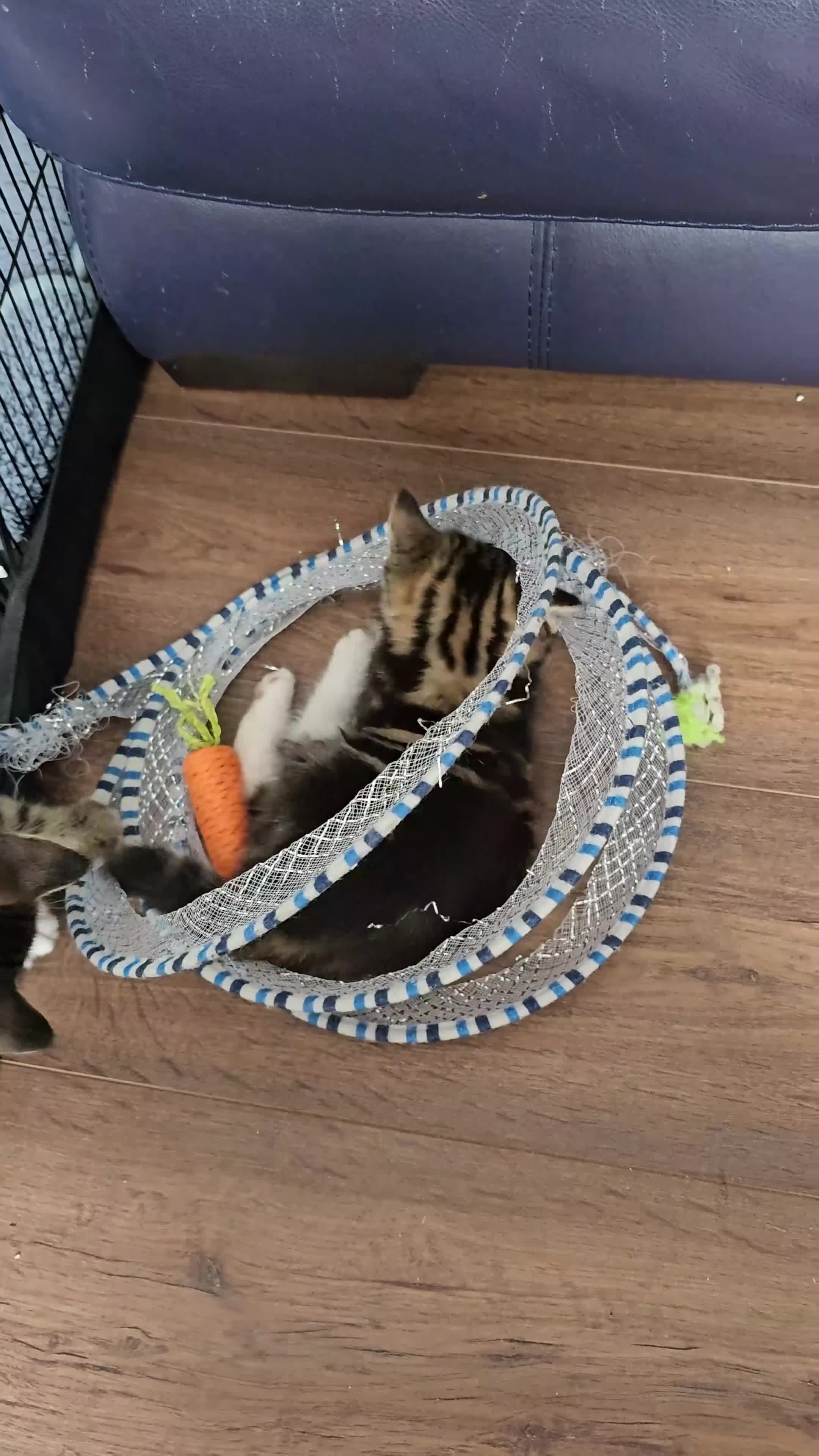 Mixed Breed cats for sale: 5 little kittens ready for the new lovely homes  ! in Cheltenham - Video 4