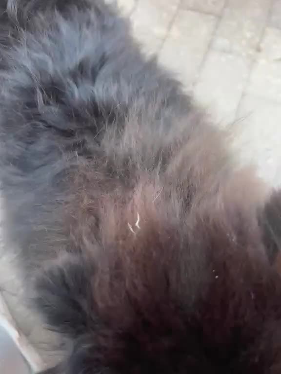 Pomeranian dogs for sale: Fluffy Pomeranian  - Video 1