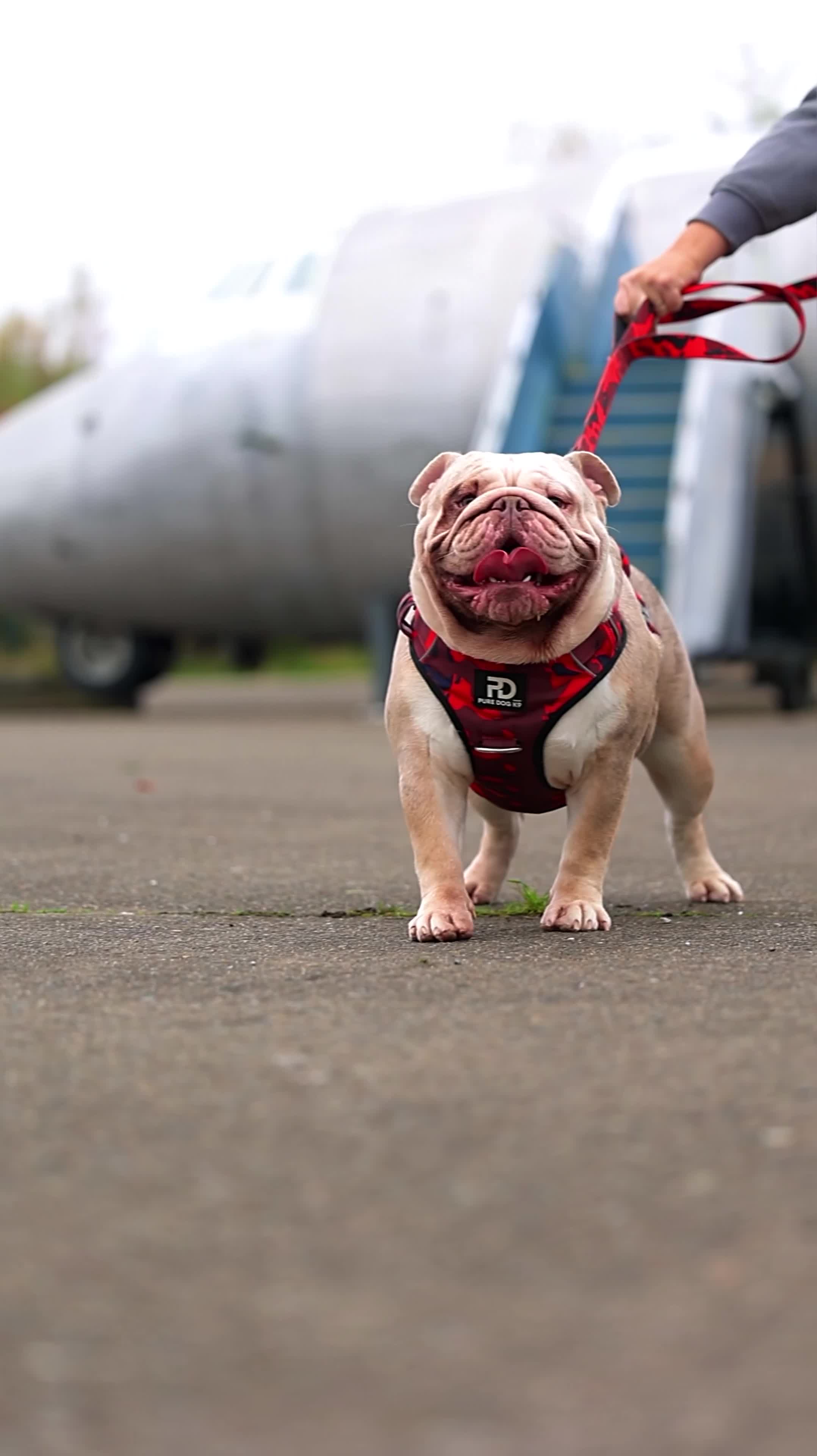 English Bulldog dogs for stud: Bulldog stud kc registered  - Video 1