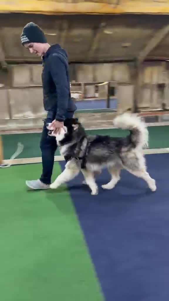 Siberian Husky dogs for stud: Siberian Husky Shadow is waiting for your girl - Video 1
