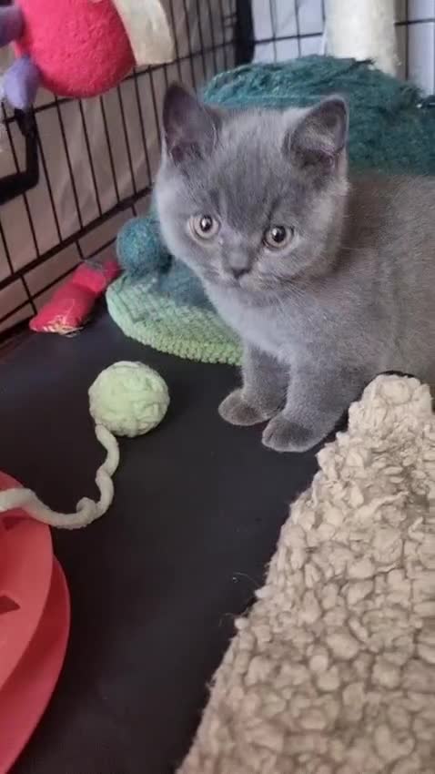 British Shorthair cats for sale: 3 Left Blue BSH Kittens Healthy GCCF Pedigree  - Video 4